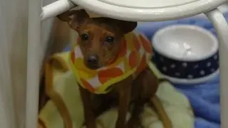 Japanese firm introduces an app that reads pets' emotions