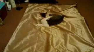 cats fighting over blanket.3gp