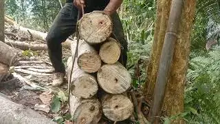 PIKUL KAYU SENGON SUPER BANYAK‼️ LUWAR BIASA TENAGA RAMBO 💪🔥