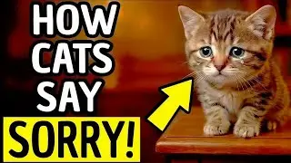 How Cats Really Apologize to Humans 😿