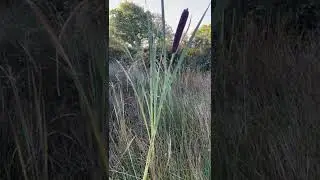Bulrushes for Moses 🧺