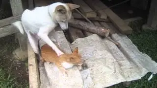 animals love triangle