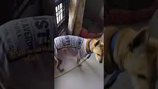 #winter care dog #🐕 beautiful looking. #first you tube short # dog care # fallowTheDogStep