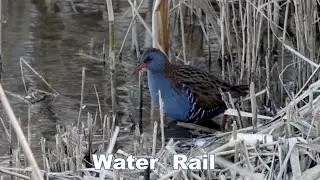 Water Rail @  Rutland Water N R - 2022