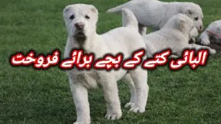 Alabai Dog Puppies Available For Sale In Pakistan | Imported Dog |