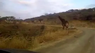 Spioenkop Dam and Nature Reserve - Giraffe - Spioenkop Dam