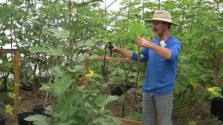Cold Climate Fig Orchard : Preparing Trees For Winter