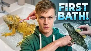 Приготовьтесь к отдыху с рептилиями: День спа для ящериц!
