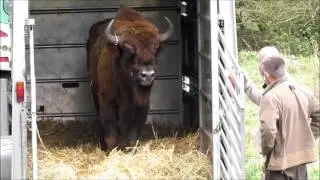 Wisent Durkan
