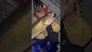 Michigan walleye barely hooked! (Ice fishing)