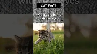 Cat Fact: Kittens are born with blue eyes