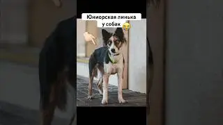 Собака облысела. Всё про юниорскую линьку #собака #бордерколли #окки #щенок #догблогер #животные