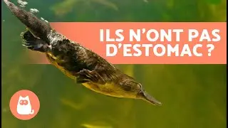 10 CURIOSITÉS sur l'ORNITHORYNQUE 🤎 Des mammifères qui pondent des œufs ?