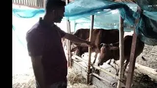 আমাদের সেই পুরানো গোয়াল ঘর। দীর্ঘদিন প্রবাস থেকে এসে গরু গুলো দেখলাম। 
