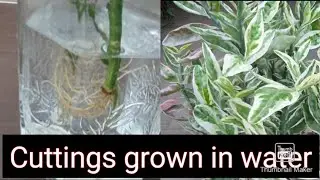8 Tips to grow cuttings in water & shifting in soil// Devil's backbone/Nagdon as example