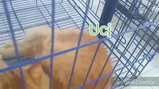 Grooming Kucing di Docen Petservice - Dokter Hewan Sidoarjo