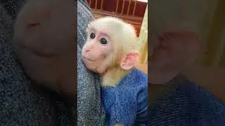 Monkey Julina wants to be near Dad.