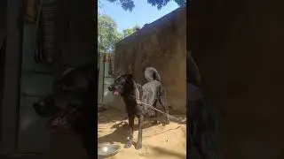 LABRADOR DOG🐕&zwj;🦺 BLACK COLOUR 🖤#labrador #vairal #shorts #video @pilu_05 📌