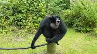 Rhapsody for Gibbons - for Clarinet Duet and Gibbon Song - Pernille Faye