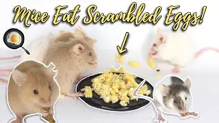 Feeding My 7 Pet Mice SCRAMBLED EGGS! | Mouse Nutrition & Diet