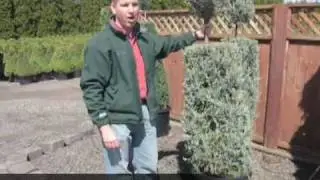 Gold Hill Nursery - What's old is new again