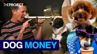 The Rise Of Dogs As Social Media Influencers