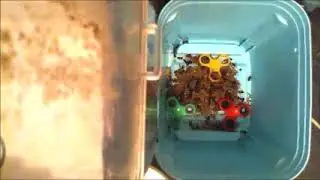 Dermestids Canada ||Beetle Colony ||Timelapses 2019||