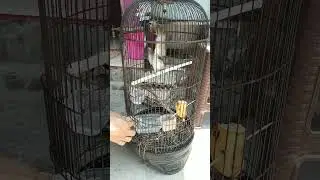 Burung jrogjog