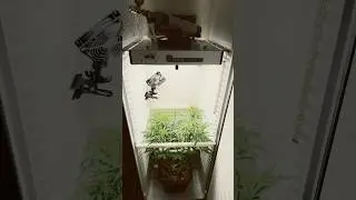 DAY #43 - Bubble Gum Sherb 🥦 Fridge grow 2.0 #indoorgrowing #cannabisgrower #fridgegrow