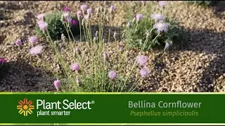 Bellina Pink Cornflower: A Pretty Xeric Groundcover