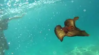 Spanish dancer sea slug Adriatic sea 28.08.2017