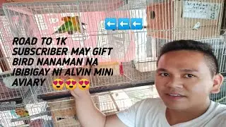 ROAD TO 1K SUBSCRIBER MY FREE GIFT BIRD NA IBIBIGAY SI ALVIN MINI AVIARY
