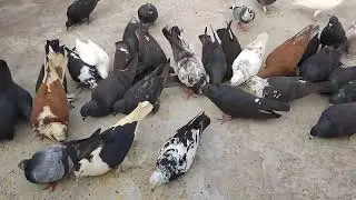 @Sima sharma #Birds FEEDING x#birdsbathing#subscribe #helping #cute✨️ ✨️✨️🌾🐦Radhe radhe 👍 ✨️🙏🏼🕊🕊🕊🕊