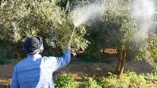 توصيات باهمية تقديم الخدمة لشجر الزيتون  بهذا الشهر .....Olive Tree Spraying in February
