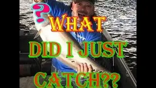 Craziest Fish ever caught !?!? Clowning Around with spankthatBASSTV