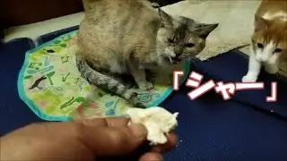 猫に鶏の胸肉をあげようとしたらシャーされました