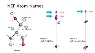 CcpNmr AnalysisAssign V3 - Understanding NEF Atom Names
