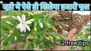 🔴 जूही में खिलेगा हजारों फूलHow to get maximum flower on Juhi jasmine|Fertilizer for maximum flowers