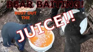 BEAR BAITING WISCONSIN PUBLIC LAND| 2 WEEKS FROM OPENER!