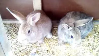 A nyulak takarm&aacute;nyoz&aacute;sa