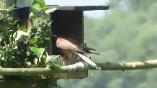 Kestrel Chicks - Lyndon Visitor Centre Rutland Water Part 2
