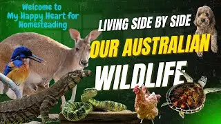 LIVING SIDE BY SIDE OUR AUSTRALIAN WILDLIFE