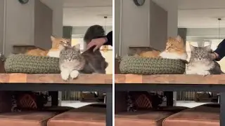Caught On Camera: Cat Photo Shoot Takes Dramatic Turn #shorts