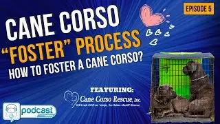 Barkera Podcast Cane Corso Rescue Series Episode 5