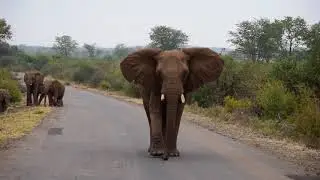 Elephant Warning