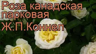 Роза канадская парковая Ж.П.Коннел (j.p.connell) 🌿 обзор: как сажать, саженцы розы Ж.П.Коннел