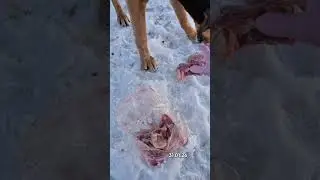 Сірко! І мене злякав і сам злякався!