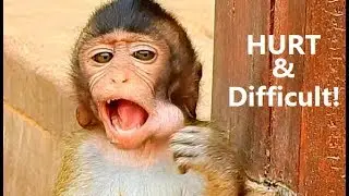 NOT STUCK !! Nelson happiness like cry surprise big food | Baby Nelson in Mila Group.