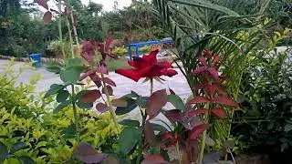Beauty of Roses