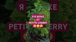 Я в ШОКЕ от PETITE CHERRY😲😳😲 #shorts #hydrangea #garden #сад #гортензия #метельчатаягортензия